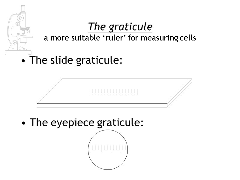 The graticule  a more suitable ‘ruler’ for measuring cells The slide graticule: The